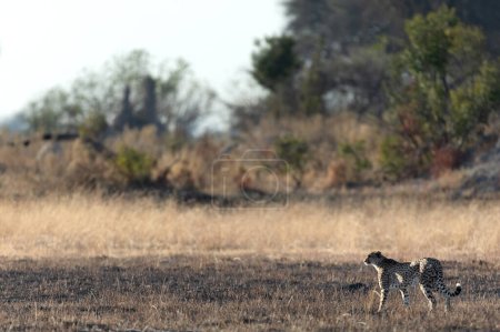 Foto de Un guepardo delgado y rápido cruza una llanura abierta mientras caza en las áreas boscosas del delta del Okavango, Botswana. - Imagen libre de derechos