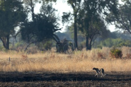 Photo for A slender and fast Cheetah makes its way across an open plain as it hunts in the wooded areas of the Okavango Delta, Botswana. - Royalty Free Image