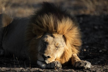 Téléchargez les photos : Un grand lion mâle est représenté jouissant de la lumière chaude du matin doré dans une savane ouverte dans le delta de l'Okavango, au Botswana. - en image libre de droit