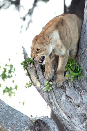 Foto de Una leona se esconde de un clan oh Hyena, gruñendo y desnudando sus dientes en un árbol en la concesión Kanana del Delta del Okavango. - Imagen libre de derechos
