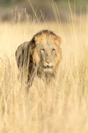 Téléchargez les photos : Un grand lion mâle se déplace à travers la longue herbe dorée d'une savane ouverte dans le delta de l'Okavango, au Botswana. - en image libre de droit
