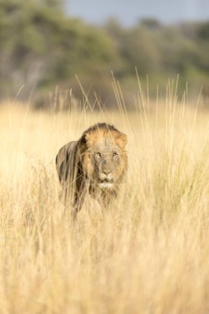 Foto de Un león macho grande se mueve a través de la larga hierba dorada de una sabana abierta en el delta del Okavango, Botswana. - Imagen libre de derechos