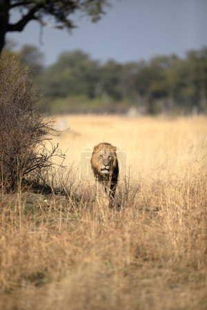 Téléchargez les photos : Un lion solitaire traverse son territoire lors d'une patrouille matinale à Kanana, dans le delta de l'Okavango, au Botswana. - en image libre de droit