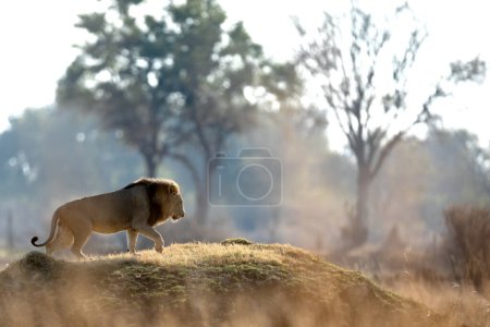 Foto de Después de una larga mañana de caza un león macho sube a un montículo de hierba para inspeccionar la sabana circundante. - Imagen libre de derechos