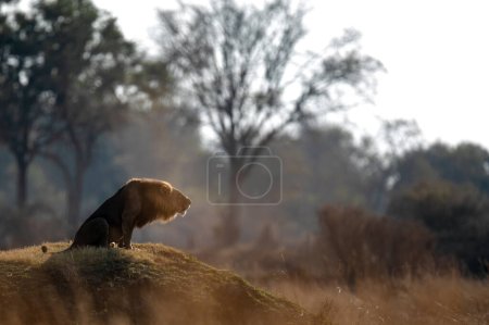 Foto de Un león macho ruge a su orgullo después de una patrulla matutina en sabana abierta en Kanana, Delta del Okavango, Botswana. - Imagen libre de derechos