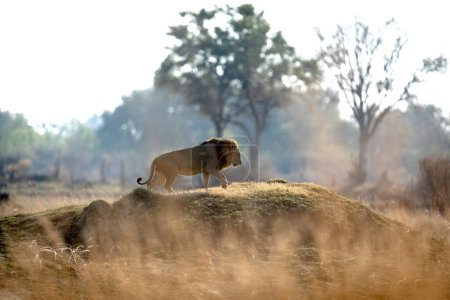 Téléchargez les photos : Après une longue matinée de chasse, un lion mâle grimpe un monticule herbeux pour observer la savane environnante. - en image libre de droit