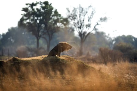 Foto de Un león macho ruge a su orgullo después de una patrulla matutina en sabana abierta en Kanana, Delta del Okavango, Botswana. - Imagen libre de derechos