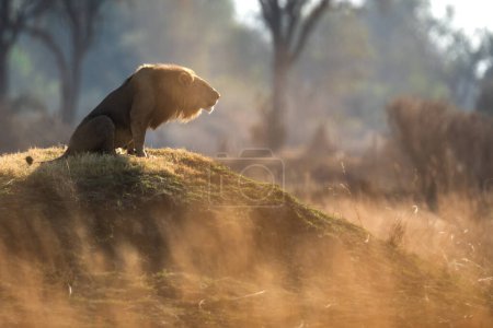 Téléchargez les photos : Un lion mâle rugit à sa fierté après une patrouille matinale dans une savane ouverte à Kanana, dans le delta de l'Okavango, au Botswana. - en image libre de droit
