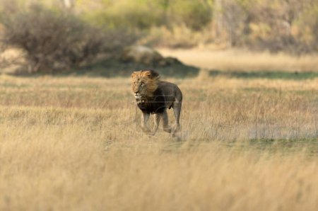 Foto de Un león macho corre a través de la sabana abierta mientras caza antílopes en el Okavango DElta, Botsuana. - Imagen libre de derechos