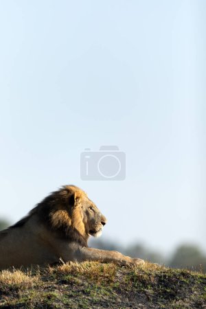 Foto de Un león macho descansa en la luz dorada de la mañana en Kanana, Delta del Okavango, Botswana. - Imagen libre de derechos