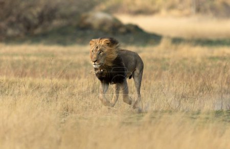 Téléchargez les photos : Un lion mâle traverse une savane ouverte alors qu'il chasse l'antilope dans l'Okavango DElta, au Botswana. - en image libre de droit