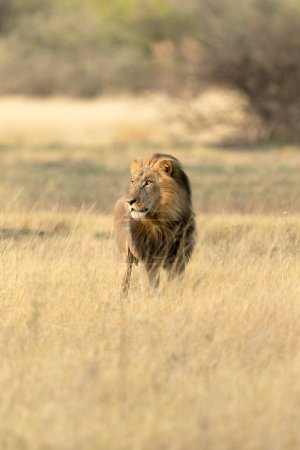Téléchargez les photos : Un lion mâle à crinière épaisse arpente la savane ouverte dans la concession Kanana du delta de l'Okavango, au Botswana. - en image libre de droit