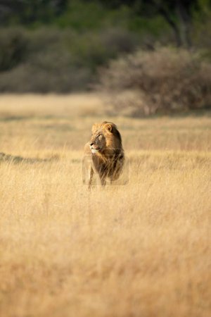 Foto de Un león macho con crin gruesa examina la sabana abierta en la concesión Kanana del Delta del Okavango, Botsuana. - Imagen libre de derechos