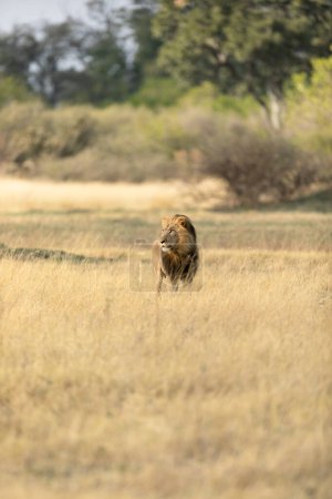 Foto de Un león macho con crin gruesa examina la sabana abierta en la concesión Kanana del Delta del Okavango, Botsuana. - Imagen libre de derechos