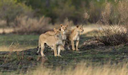 Foto de Tres leonas inspeccionan la sabana abierta en una misión de caza en la concesión Kanana del Delta del Okavango, Botsuana. - Imagen libre de derechos
