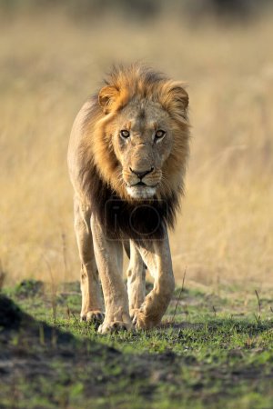 Un león macho fuerte camina a través de la sabana abierta en el delta del Okavango, Botsuana. Él junto con su orgullo más tarde atrapó a un jabalí para una pequeña comida de la mañana.
