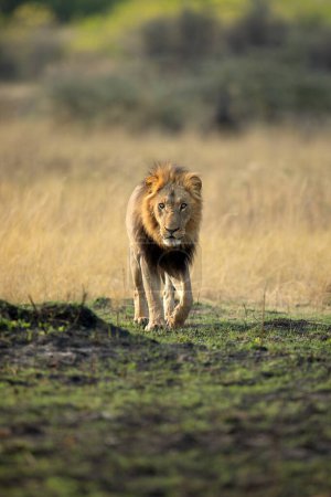 Foto de Un león macho fuerte camina a través de la sabana abierta en el delta del Okavango, Botsuana. Él junto con su orgullo más tarde atrapó a un jabalí para una pequeña comida de la mañana. - Imagen libre de derechos