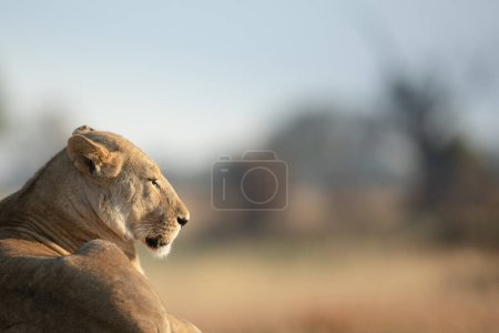 Téléchargez les photos : Un lion solitaire sur un monticule herbeux absorbe la lumière chaude du matin après une longue chasse nocturne à Kanana, delta de l'Okavango, Botswana. - en image libre de droit