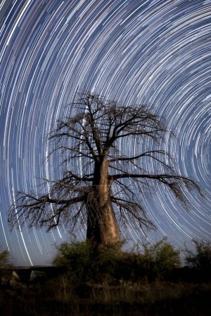 Foto de Un árbol Baobab se encuentra alto bajo la galaxia en espiral en un largo rastro de estrellas en la isla de Lekhubu, Botswana. - Imagen libre de derechos