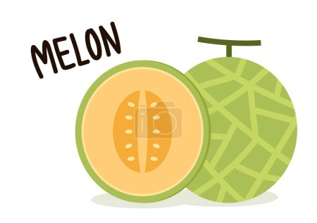 Melon vector. melon on white background. wallpaper. logo design. 