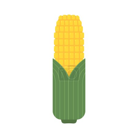 Corn isolated vector .halves and grains in different angles on a white. Corn vector.