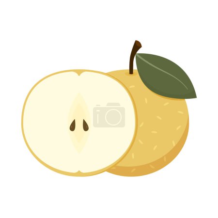 Asian pear whole fruit and half isolated on white background. Vector illustration of tropical exotic fruits in flat style.
