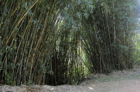 Foto de Bosque de bambú, fondo natural - Imagen libre de derechos