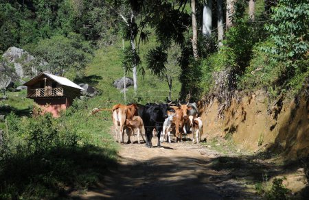 Cow breeding in the city of Nova Friburgo in the state of Rio de Janeiro.