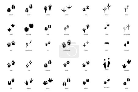Téléchargez les illustrations : Different footprint traces. footprint step traces animals. Vector illustration. EPS 10. - en licence libre de droit