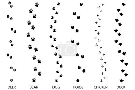 Illustration for Different footprint traces. footprint step traces animals. Vector illustration. EPS 10. - Royalty Free Image