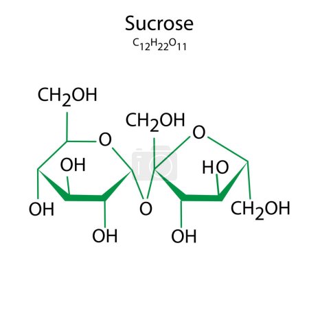 Illustration for Sucrose formula. science concept. Vector illustration. EPS 10. - Royalty Free Image