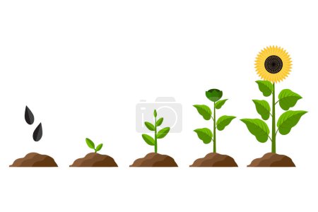 Illustration for Sunflower growth process. Organic concept. Vector illustration. EPS 10. - Royalty Free Image
