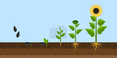 Illustration for Sunflower growth process. Organic concept. Vector illustration. EPS 10. - Royalty Free Image