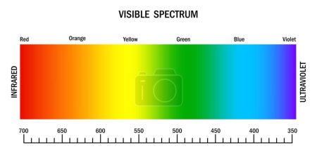 Ilustración de Espectro de luz visible. Diagrama de gradiente con longitud de onda y colores. Infrarrojo y ultravioleta. Espectro de color electromagnético visible para ojo humano. Ilustración vectorial. EPS 10. Imagen de stock. - Imagen libre de derechos