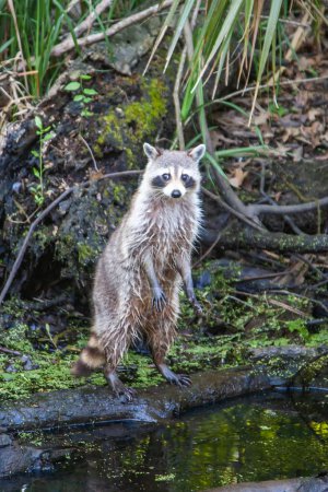 Foto de Un mapache salvaje en los pantanos en Baton Rouge, Louisiana. - Imagen libre de derechos