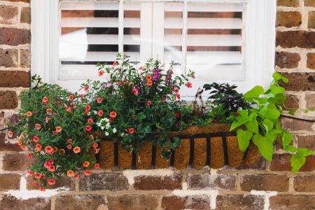 Téléchargez les photos : Une jardinière colorée à l'extérieur d'une fenêtre avec volets de plantation blancs. - en image libre de droit