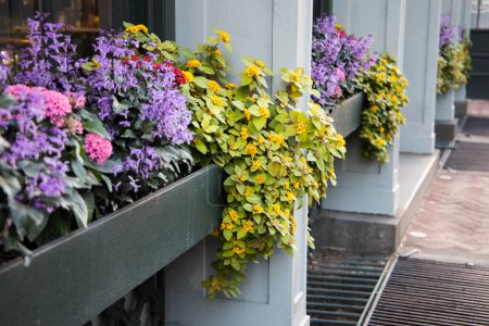 A city building window box ledge full of colorful spring flowers.