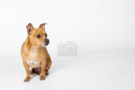 Photo for A mixed breed small chihuahua small dog looking awaywith one paw raised up on a white background with copy space. - Royalty Free Image