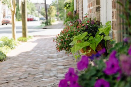 Téléchargez les photos : Plantes et fleurs colorées fleurissant à l'extérieur le long d'un vieux trottoir pavé. - en image libre de droit
