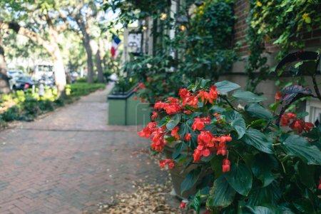 Téléchargez les photos : Plantes et fleurs colorées fleurissant à l'extérieur le long d'un vieux trottoir pavé. - en image libre de droit