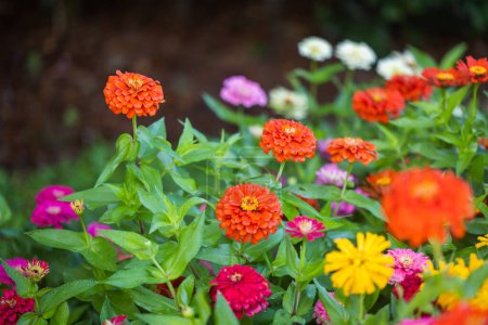 Colorful garden of beautiful bright and colorful zinnia pick garden.