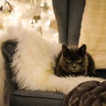 A beautiful gray cat is lying in a lounge chair with a Christmas tree in the background. Christmas spirit. Defocused. High quality photo