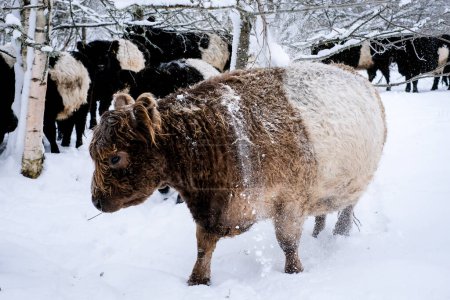 Téléchargez les photos : Galloway cattle breed cows in winter. Selective focus. High quality photo - en image libre de droit