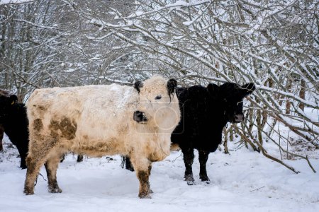 Téléchargez les photos : Galloway cattle breed cows in winter. Selective focus. High quality photo - en image libre de droit