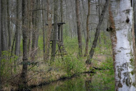 Téléchargez les photos : Canal d'eau au printemps dans la réserve de biosphère Spree forest, Spreewald, à Luebbenau dans l'état de Brandebourg, en Allemagne. Photo de haute qualité - en image libre de droit