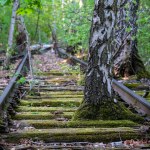 Old, overgrown railroad tracks. A tree has grown between the tracks. A railway that has long been closed. High quality photo