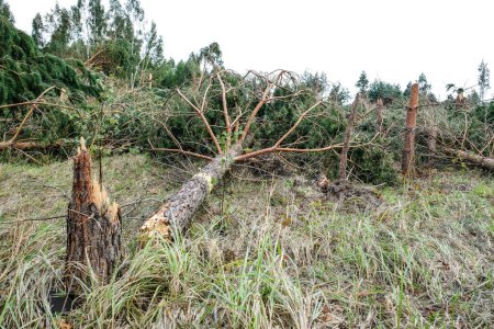 Consequences of the storm in Latvia, Zemgale. On August 7, a hurricane-force storm raged in Latvia, which felled trees and damaged houses. Trees broken by the storm. High quality photo