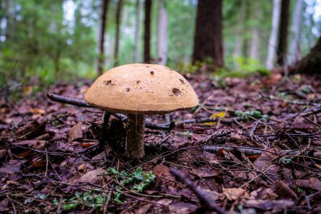 Beautiful autumn mushrooms in the forest, mushroom picking. High quality photo