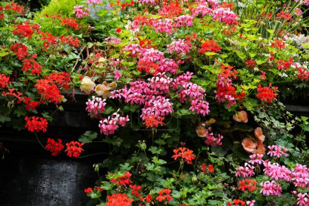 Téléchargez les photos : Petites fleurs colorées dans le jardin comprennent jaune, rouge, orange, vert et rose couleurs avec la zone de mise au point et flou focus - en image libre de droit