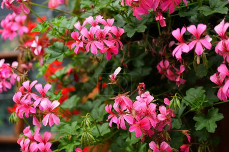 Téléchargez les photos : Petites fleurs colorées dans le jardin comprennent jaune, rouge, orange, vert et rose couleurs avec la zone de mise au point et flou focus - en image libre de droit
